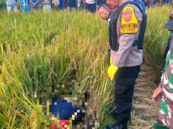 Petugas kepolisian saat akan mengevakuasi mayat wanita paruh baya ditemukan meninggal di pematang sawah di Nagreg, Kabupaten Bandung, Minggu (19/5). Foto Istimewa