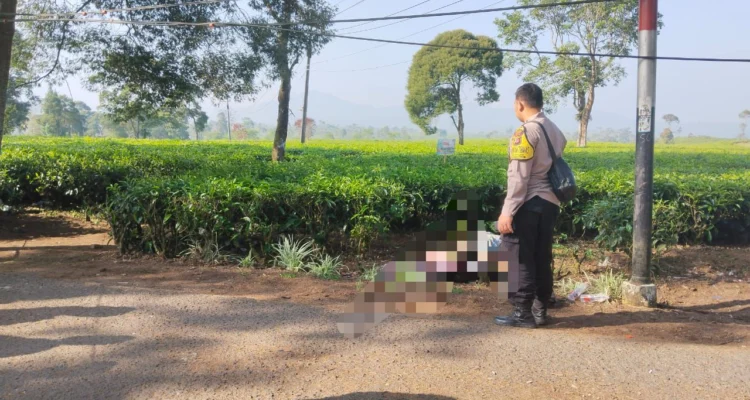 Dua orang anak punk di temukan tewas di pinggir perkebunan teh Malabar di Kampung Babakan Kananga, Desa Banjarsari, Kecamatan Pangalengan, Kabupaten Bandung. Foto Istimewa