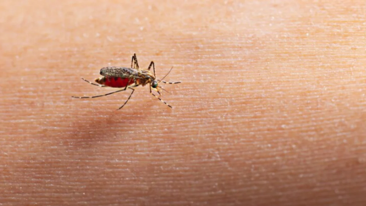 Usir Nyamuk dengan 5 Bahan Alami yang Ada di Rumah, Silahkan Coba!