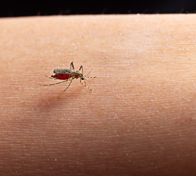 Usir Nyamuk dengan 5 Bahan Alami yang Ada di Rumah, Silahkan Coba!