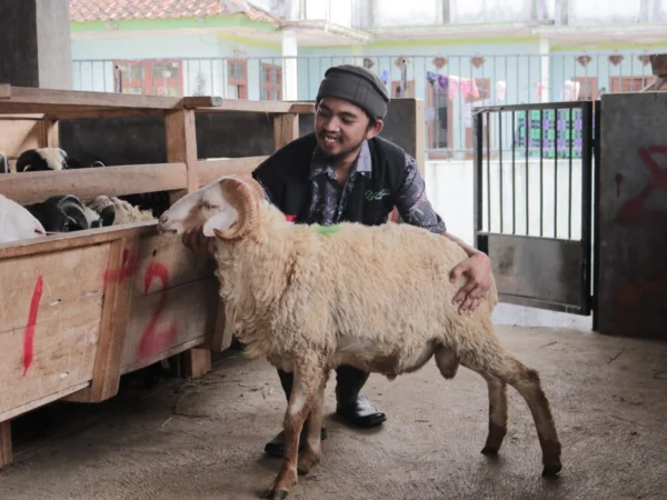 Untung Tak Seberapa, Mitra Peternak Green Kurban Sinergi Foundation Curhat: Senang Bisa Bantu ke Pelosok