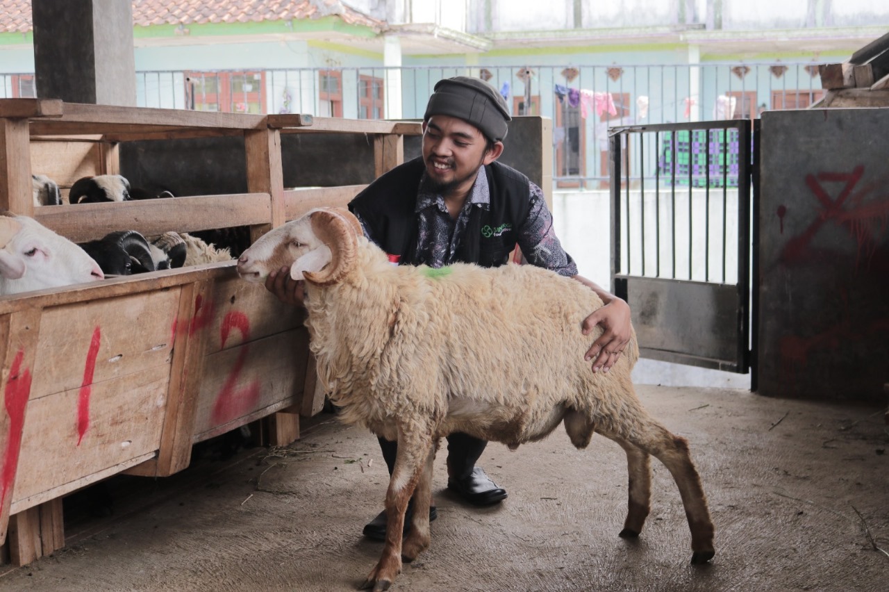 Untung Tak Seberapa, Mitra Peternak Green Kurban Sinergi Foundation Curhat: Senang Bisa Bantu ke Pelosok