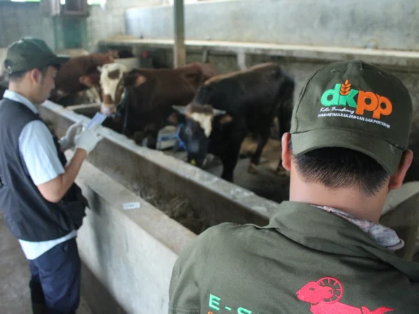 Petugas DKPP Kota Bandung melakukan pemeriksaan kesehatan hewan kurban di Peternakan Sapi kawasan Pasanggrahan, Kota Bandung. (Pandu Muslim/Jabar Ekspres)