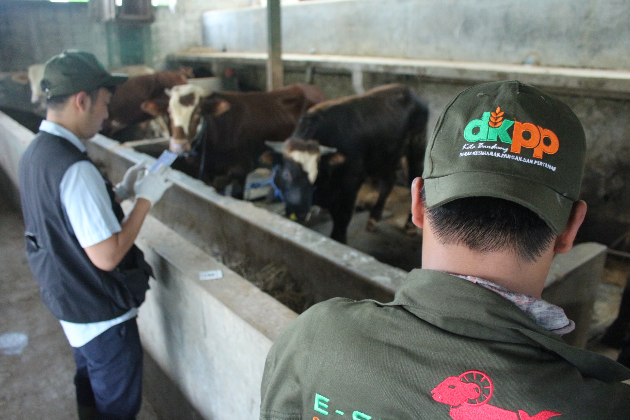 Petugas DKPP Kota Bandung melakukan pemeriksaan kesehatan hewan kurban di Peternakan Sapi kawasan Pasanggrahan, Kota Bandung. (Pandu Muslim/Jabar Ekspres)