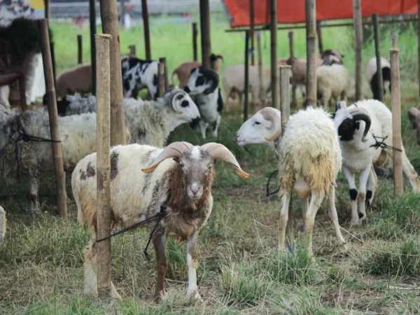 Doc. Ilustrasi Puluhan domba di persiapkan menjelang Idul Adha di lapak hewan kurban (Pandu Muslim/Jabar Ekspres)