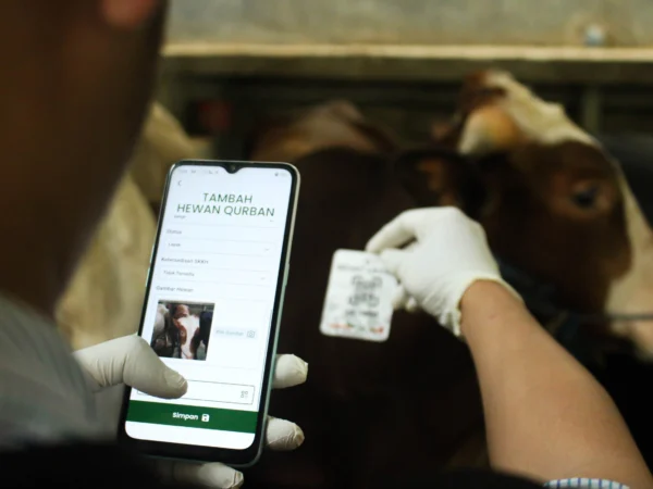 Petugas DKPP menambahkan hewan qurban yang sudah sehat layak melalui aplikasi e-selamat di Peternakan Sapi kawasan Pasanggrahan, Kota Bandung. (Pandu Muslim/Jabar Ekspres)