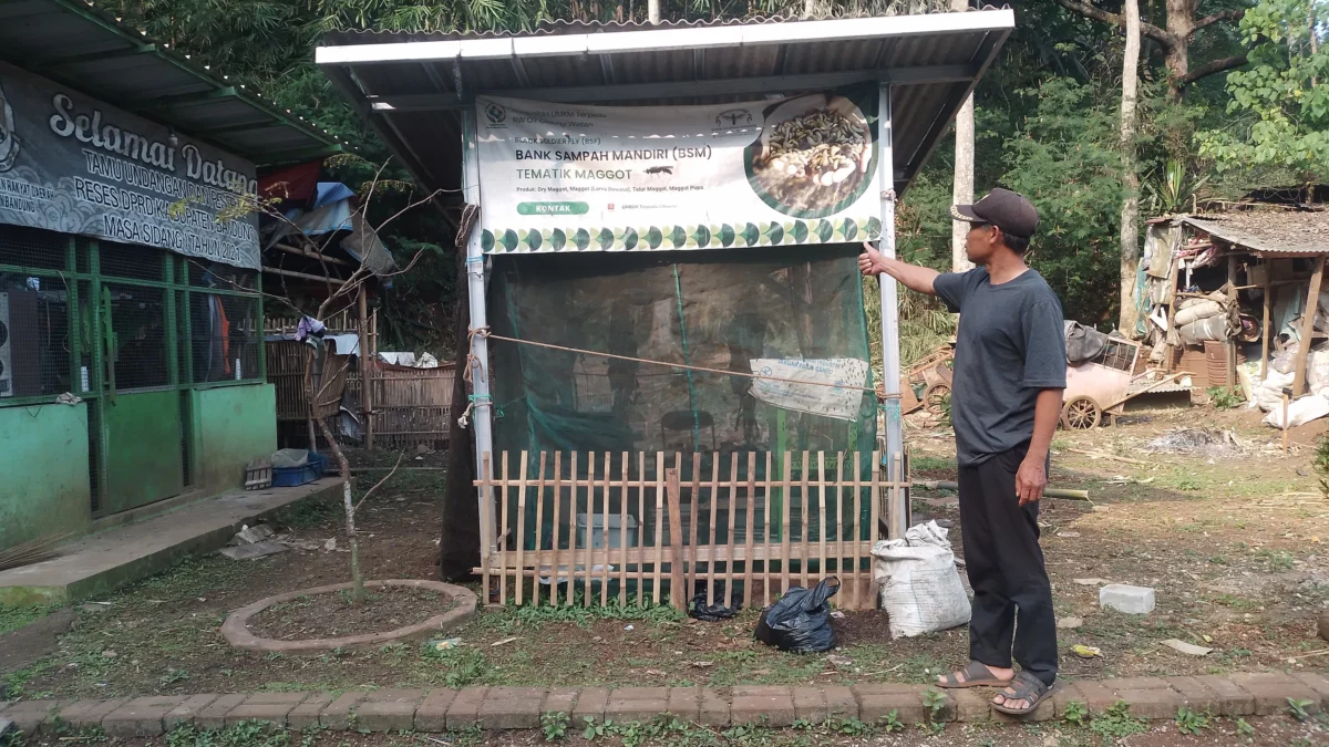 Ketua RW07 Desa Cileunyi Wetan, Ade Juhana tengah menunjukkan tempat pengembang biakkan magot di area pengolahan sampah mandiri. (Yanuar/Jabar Ekspres)