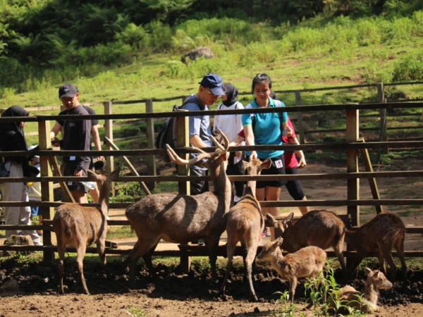 CERIA : Pengunjung saat memberi makan rusa di Penakaran Rusa Tahura Ir H Djuanda, Sabtu (22/6).