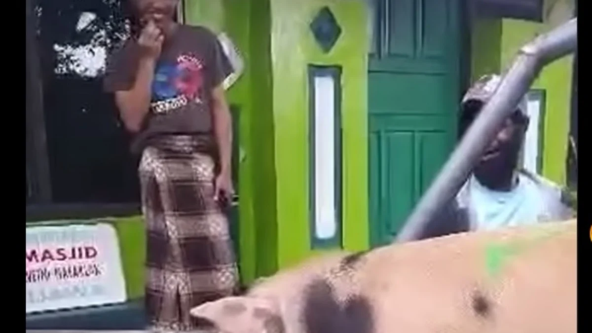 Tangkapan layar video viral babi yang dikirim untuk kurban di Papua.
