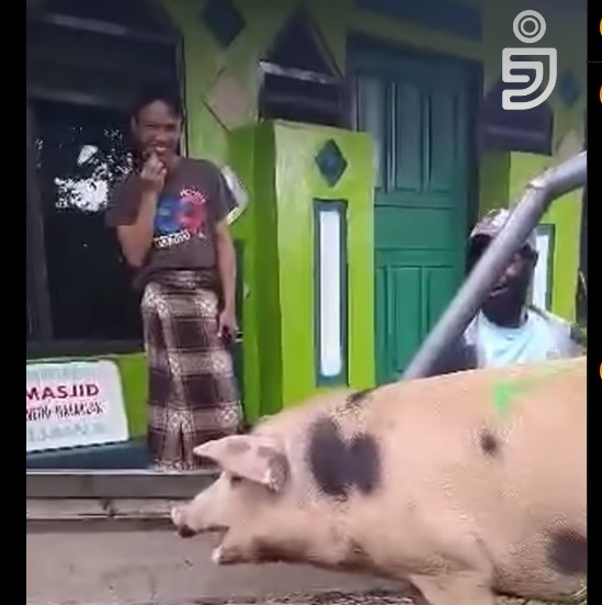 Tangkapan layar video viral babi yang dikirim untuk kurban di Papua.