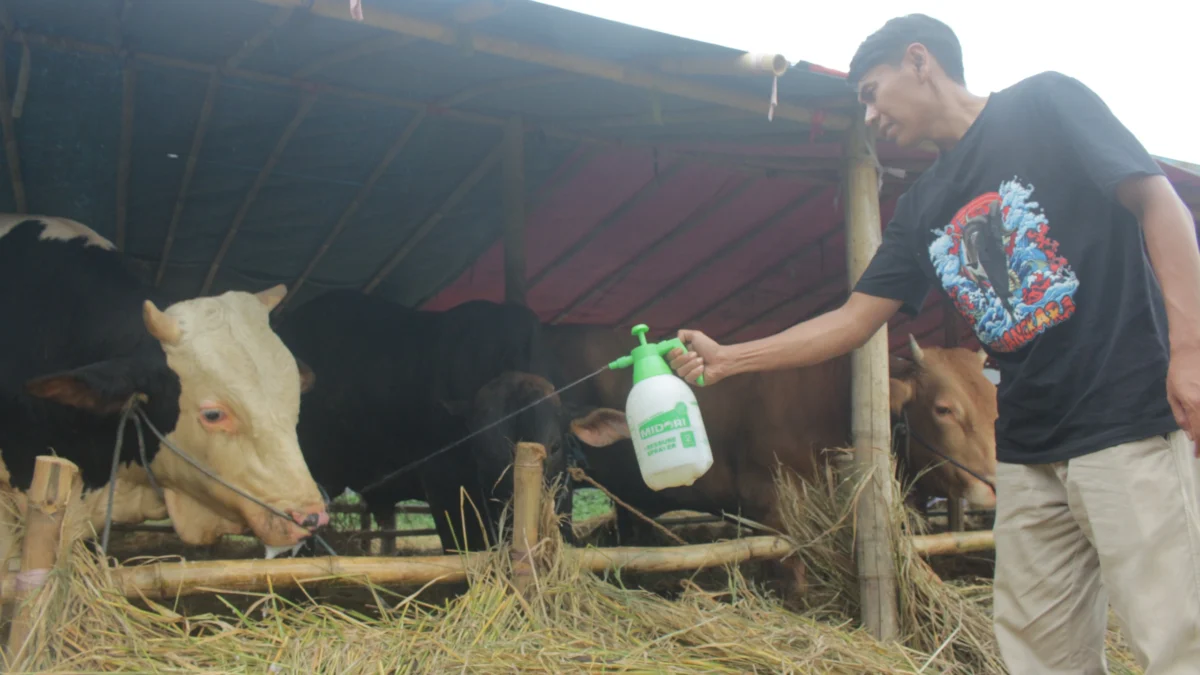 Penjual calon hewan kurban menyemprotkan cairan asam pada mulut sapi, guna mencegah terjangkitnya PMK di Lapak Hewan Kurban, Jalan Soekarno Hatta, Kota Bandung. (Pandu Muslim/Jabar Ekspres)