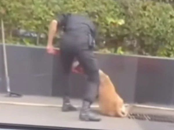 Viral Sekuriti Pukul Anjing Penjaga di Mal Plaza Indonesia, Manajemen Minta Maaf