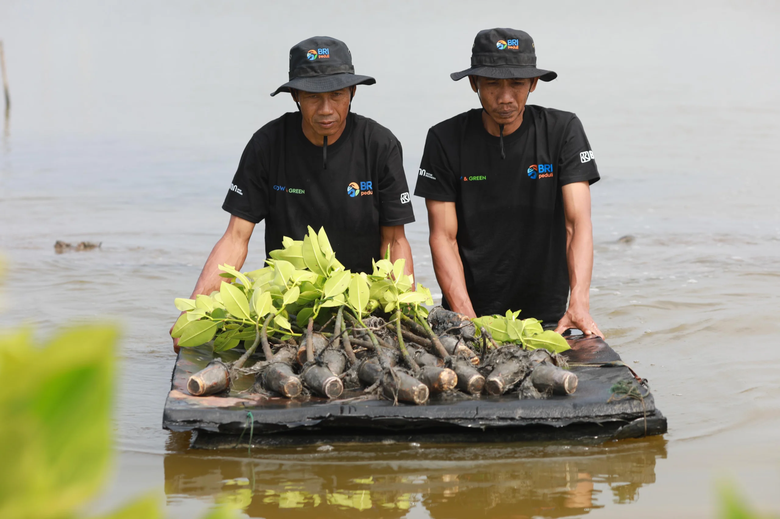 Potret 2 orang menanam mangrove