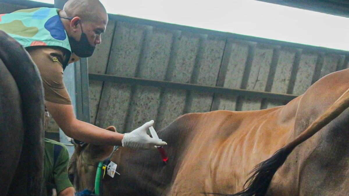 Ist. Hewan ternak sapi saat diberikan vaksin. Foto. Pandu Muslim Jabar Ekspres