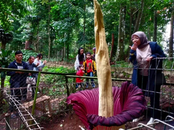 Ilustrasi wisatawan saat melihat Bunga Bangkai Raksasa di Tahura Ir Djuanda Kab Bandung beberapa waktu lalu.