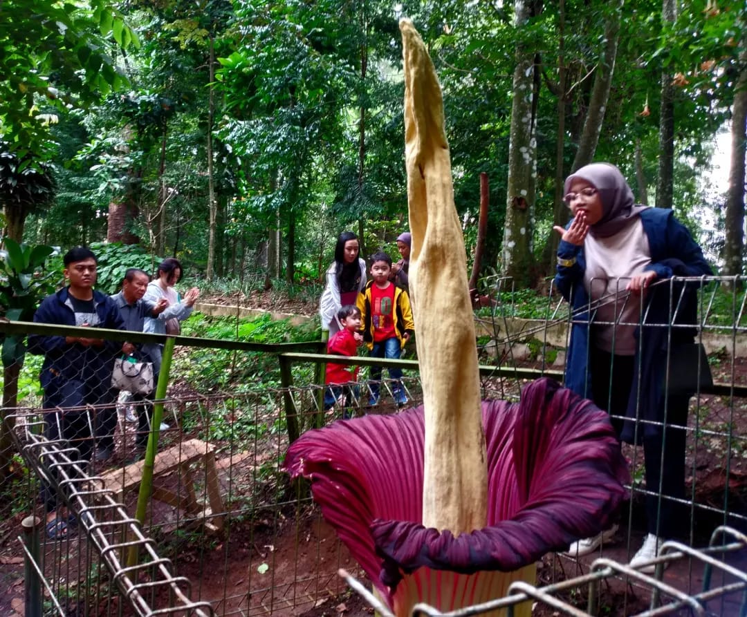 Ilustrasi wisatawan saat melihat Bunga Bangkai Raksasa di Tahura Ir Djuanda Kab Bandung beberapa waktu lalu.