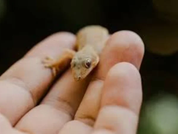 Cicak sering menjadi penghuni tak diundang di rumah, dan keberadaannya kerap kali mengganggu. Meski kecil, cicak bisa buang air besar di sembarang tempat