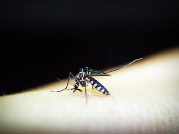 Dinas Kesehatan (Dinkes) Kota Cimahi memperingatkan potensi meningkatnya kasus demam berdarah dengue (DBD) pasca libur panjang. (Ilustrasi / Pixabay)