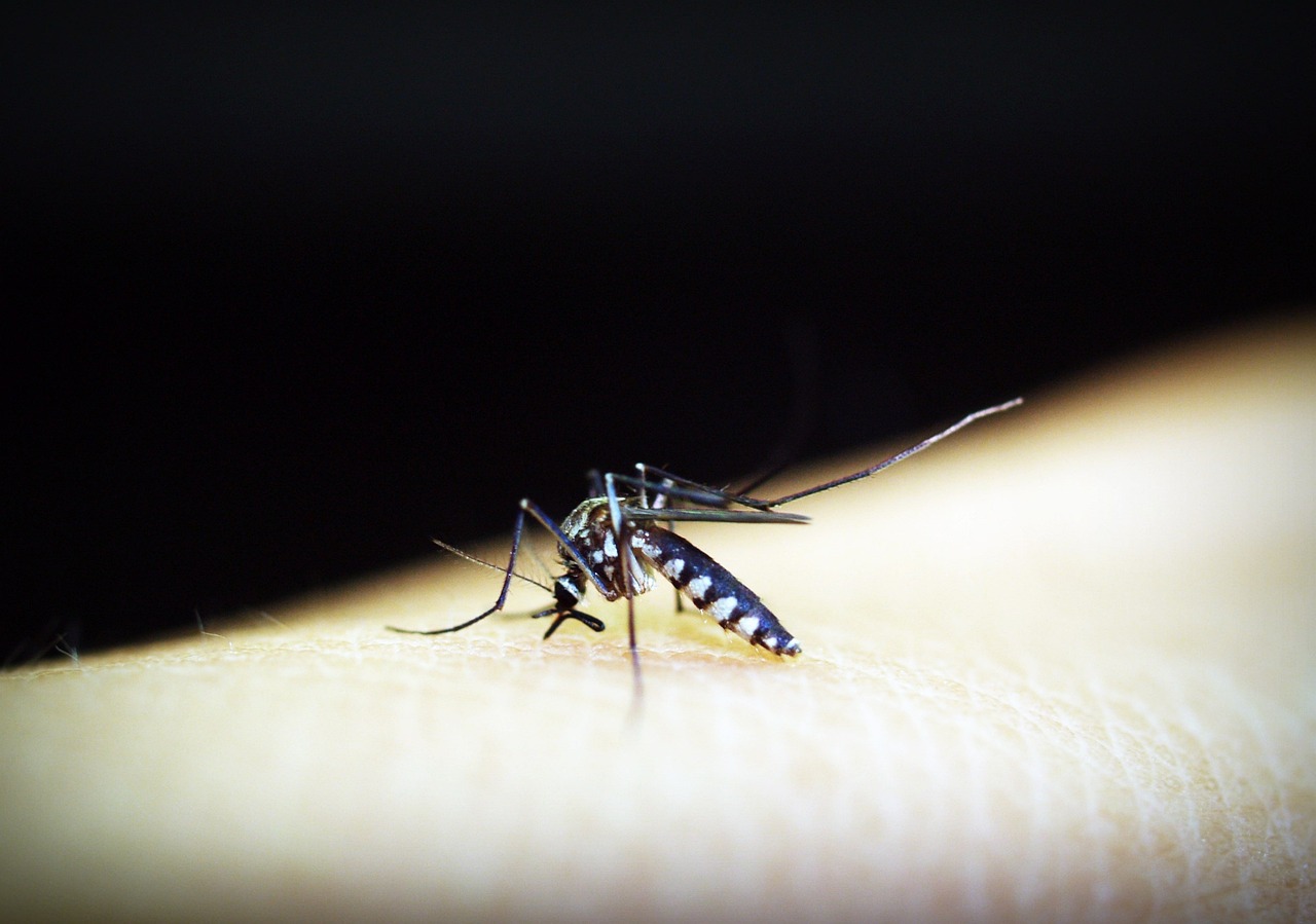 Dinas Kesehatan (Dinkes) Kota Cimahi memperingatkan potensi meningkatnya kasus demam berdarah dengue (DBD) pasca libur panjang. (Ilustrasi / Pixabay)