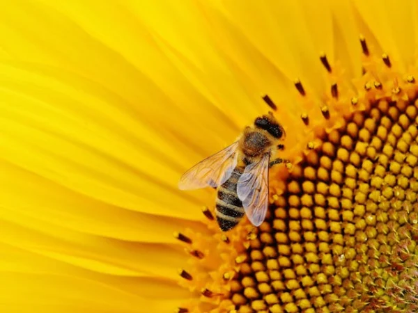 Ilustrasi. Snack Kentang Lebah Teka-Teki MPLS, Camilan Bintang Selanjutnya dan Lainnya/ Pexels/ Alexas Fotos