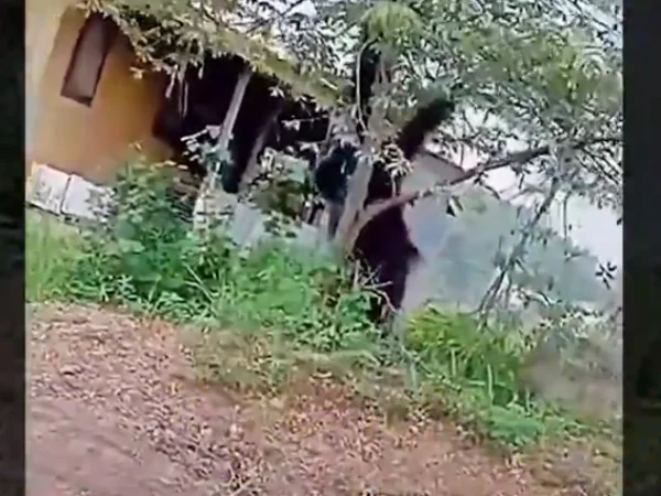 Viral Penampakan Orangutan Setinggi Rumah Keluyuran di Permukiman Warga