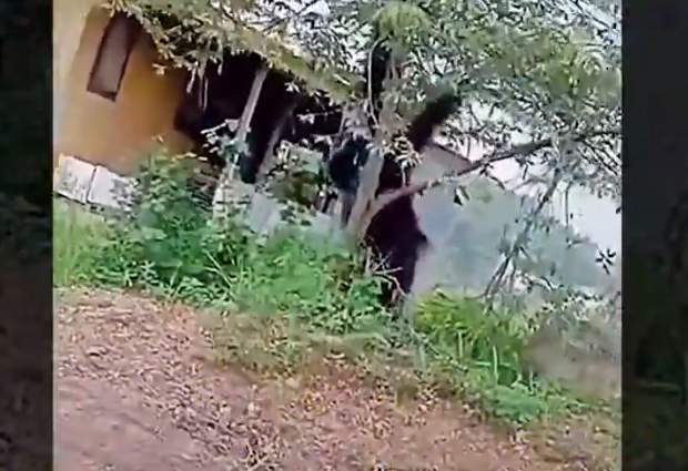 Viral Penampakan Orangutan Setinggi Rumah Keluyuran di Permukiman Warga