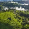 Salah satu rekomendasi wisata kebun teh Rancabali yang berada di Kabupaten Bandung Jawa Barar.