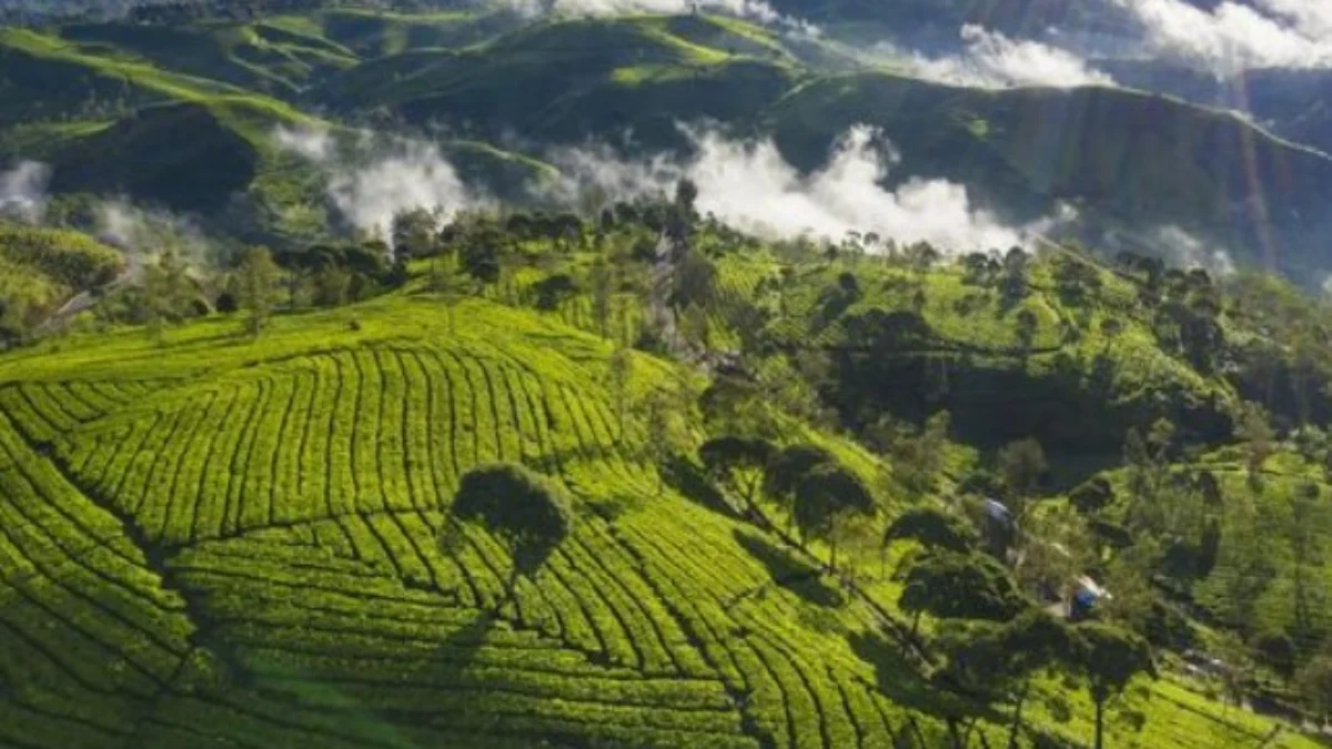 Salah satu rekomendasi wisata kebun teh Rancabali yang berada di Kabupaten Bandung Jawa Barar.