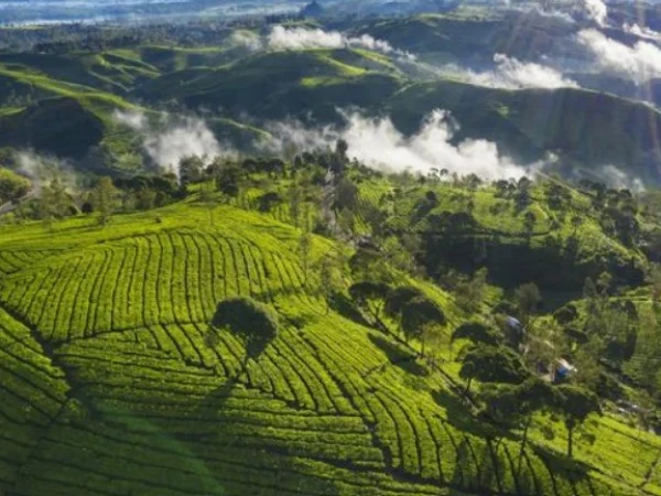 Salah satu rekomendasi wisata kebun teh Rancabali yang berada di Kabupaten Bandung Jawa Barar.