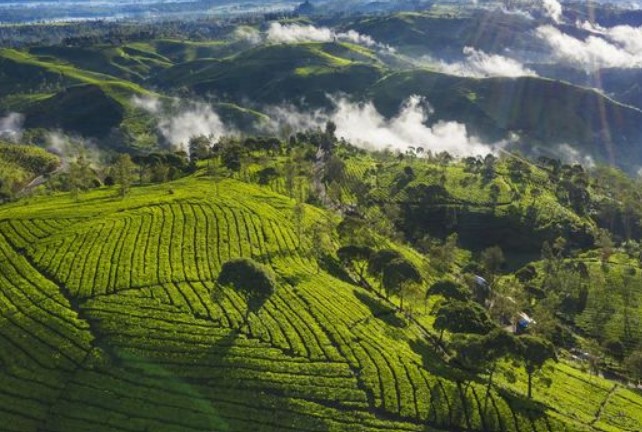 Salah satu rekomendasi wisata kebun teh Rancabali yang berada di Kabupaten Bandung Jawa Barar.