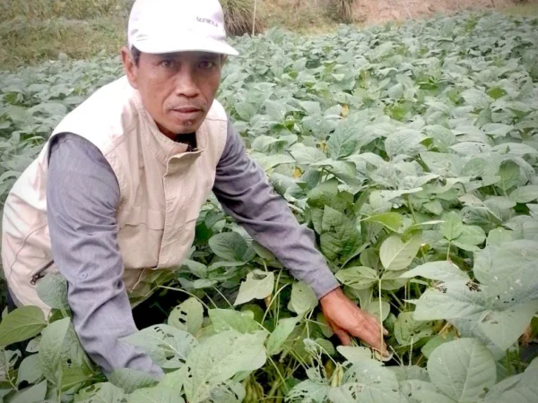 Saepudin, petani kacang edamame di Desa Tanjungwangi, Kecamatan Cihampelas, KBB. Kamis (8/8). Dok Jabar Ekspres