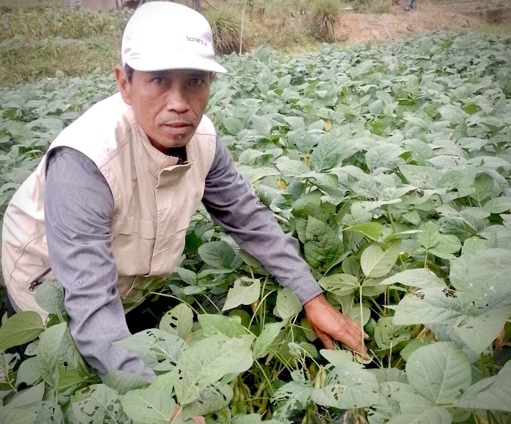 Musim Kemarau Tiba, Para Petani Padi di KBB Pilih Tanam Palawija dan Edamame