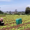 Dinas Pertanian dan Ketahanan Pangan (DPKP) KBB saat meninjau lahan holtikultura di Parongpong. Jumat (2/8). Foto DPKP KBB