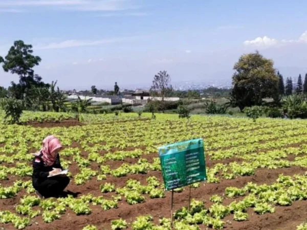 Dinas Pertanian dan Ketahanan Pangan (DPKP) KBB saat meninjau lahan holtikultura di Parongpong. Jumat (2/8). Foto DPKP KBB