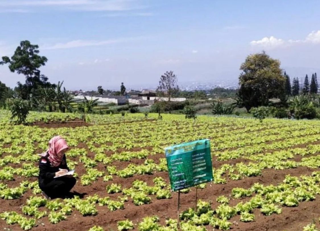 Dinas Pertanian dan Ketahanan Pangan (DPKP) KBB saat meninjau lahan holtikultura di Parongpong. Jumat (2/8). Foto DPKP KBB