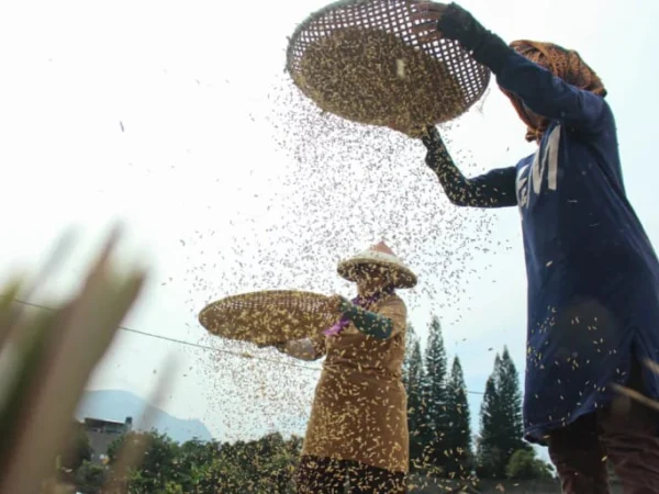 Ist. Pemprov Jabar terus cari cara agar produksi pertanian dapat meningkat. Dok. Jabar Ekspres.