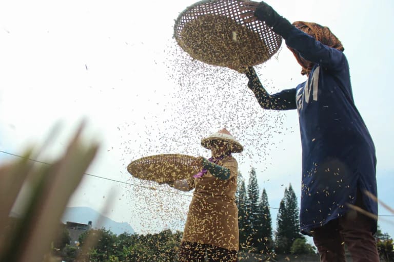 Ist. Pemprov Jabar terus cari cara agar produksi pertanian dapat meningkat. Dok. Jabar Ekspres.