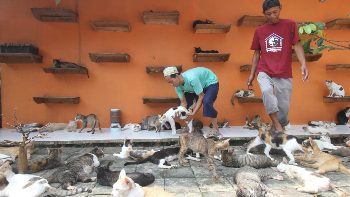 Ribuan Kucing di Rumah Kucing Parung Bogor