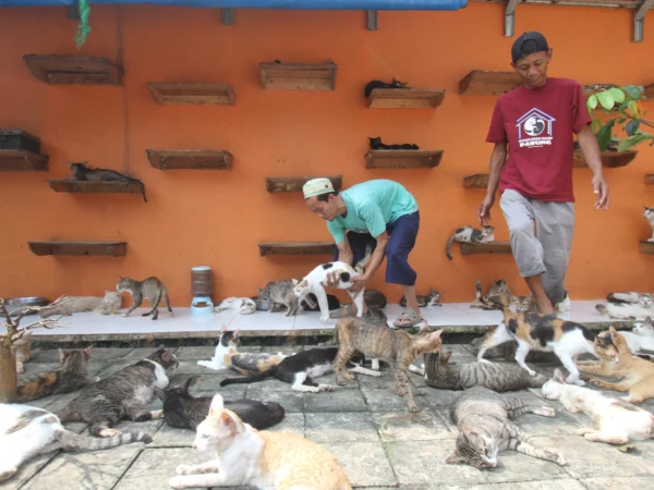 Ribuan Kucing di Rumah Kucing Parung Bogor