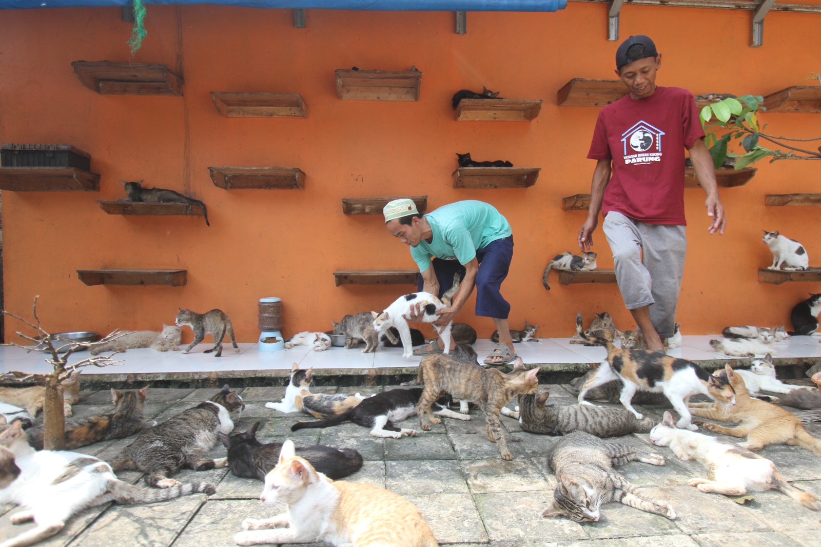 Rawat Ribuan Kucing Terlantar, Kisah Dita Pemilik Rumah Kucing Parung di Bogor