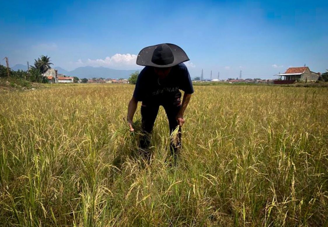 Foto ilustrasi lahan persawahan di Kota Bandung (Jabar Ekspres)