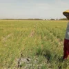 Seorang petani berdiri di sawah yang tersisa di Kota Bandung. (Jabar Ekspres)