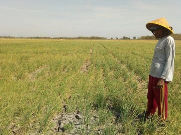 Seorang petani berdiri di sawah yang tersisa di Kota Bandung. (Jabar Ekspres)