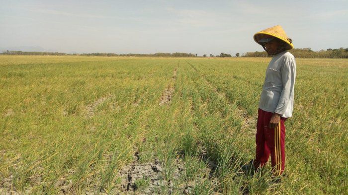 Seorang petani berdiri di sawah yang tersisa di Kota Bandung. (Jabar Ekspres)