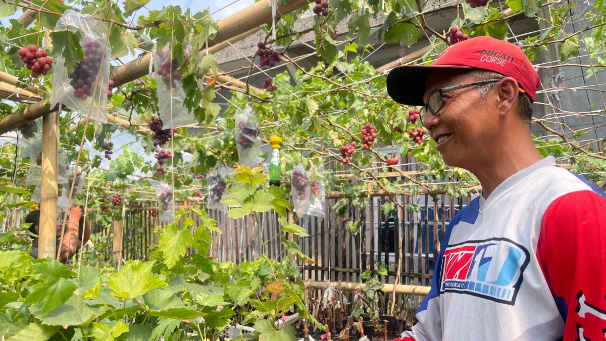 Himawan Lestoro, yang dikenal sebagai Abeh, adalah seorang sopir travel berusia 48 tahun berhasil mendirikan Soreang Grape Garden di Kampung Pasir Calung, Desa Panyirapan, Kecamatan Soreang, Kabupaten Bandung. Foto Agi Jabar Ekspres