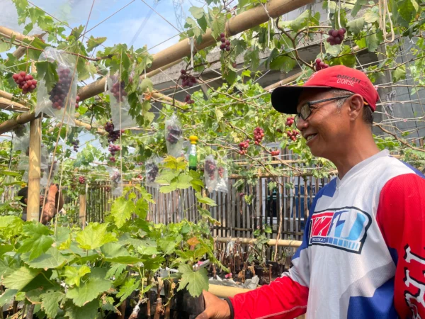 Himawan Lestoro, yang dikenal sebagai Abeh, adalah seorang sopir travel berusia 48 tahun berhasil mendirikan Soreang Grape Garden di Kampung Pasir Calung, Desa Panyirapan, Kecamatan Soreang, Kabupaten Bandung. Foto Agi Jabar Ekspres