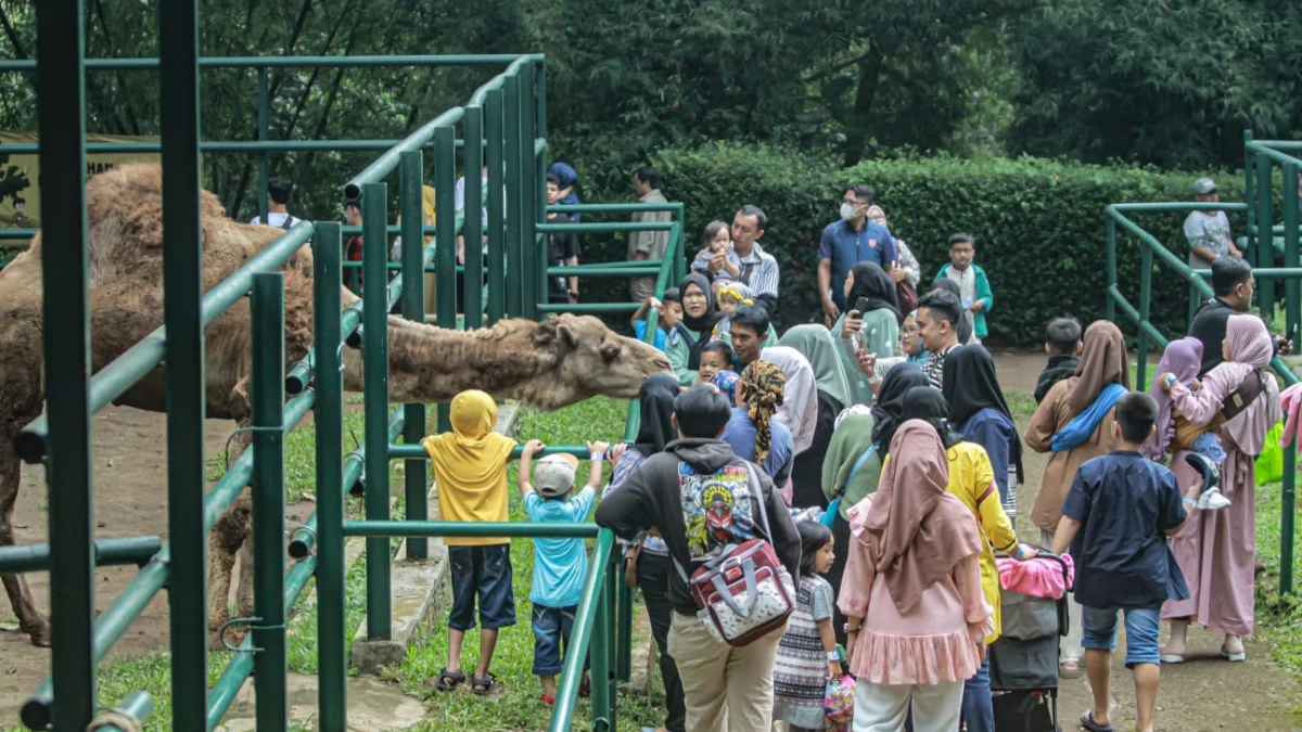 Pengunjung Kebun Binatang Bandung saat memberi makan satwa. (Dok. Jabar Ekspres)