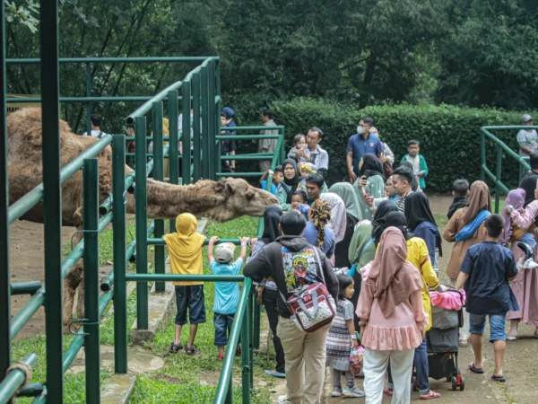 Pengunjung Kebun Binatang Bandung saat memberi makan satwa. (Dok. Jabar Ekspres)