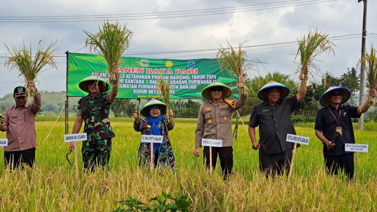 Unsur Forkopimda Kota Banjar secara simbolis memanen padi di lahan pertanian Kelompok Tani Santana 2, Lingkungan Siluman Baru, Kelurahan Purwaharja, Kecamatan Purwaharja, Kota Banjar, Jawa Barat, pada Selasa 27 Agustus 2024. (Cecep Herdi/Jabar Ekspres)