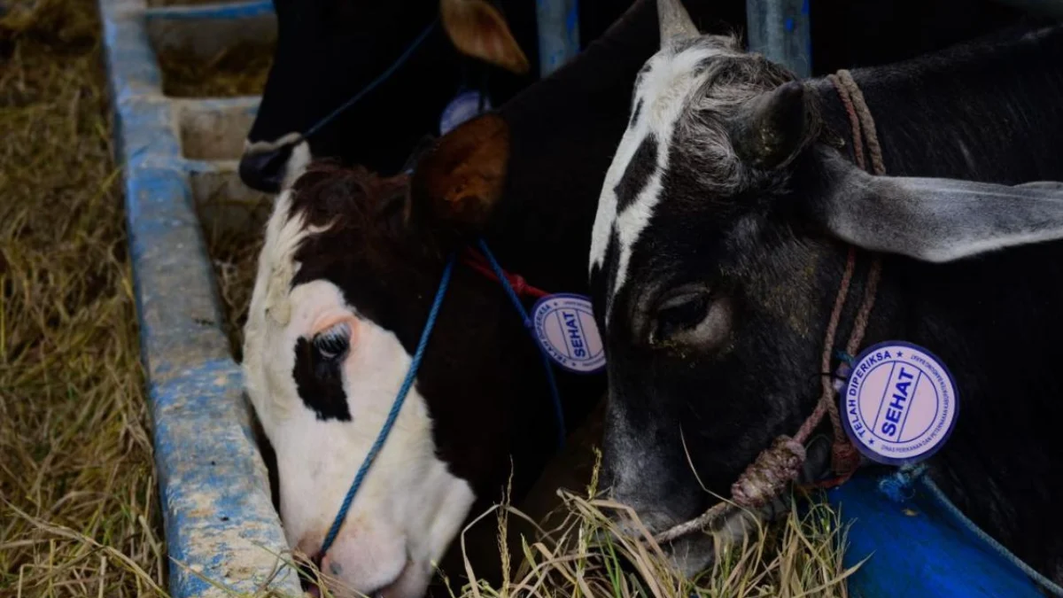 Sapi perah di kawasan Lembang, Bandung Barat terpaksa diberi pakan jerami karena sulitnya mencari pakan hijauan. Selasa (27/8). Dok Jabar Ekspres